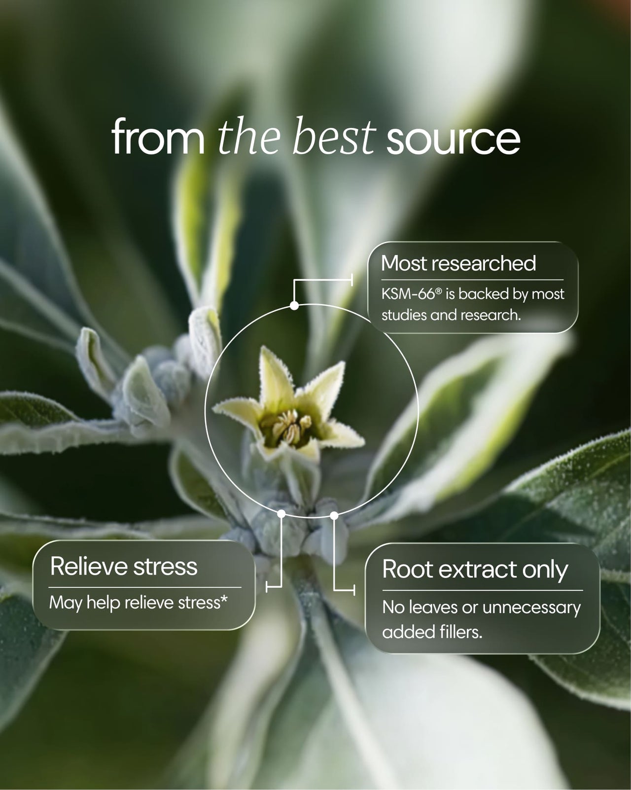 Clearly Ashwagandha capsules with detailed ingredients and health benefits shown in the image.