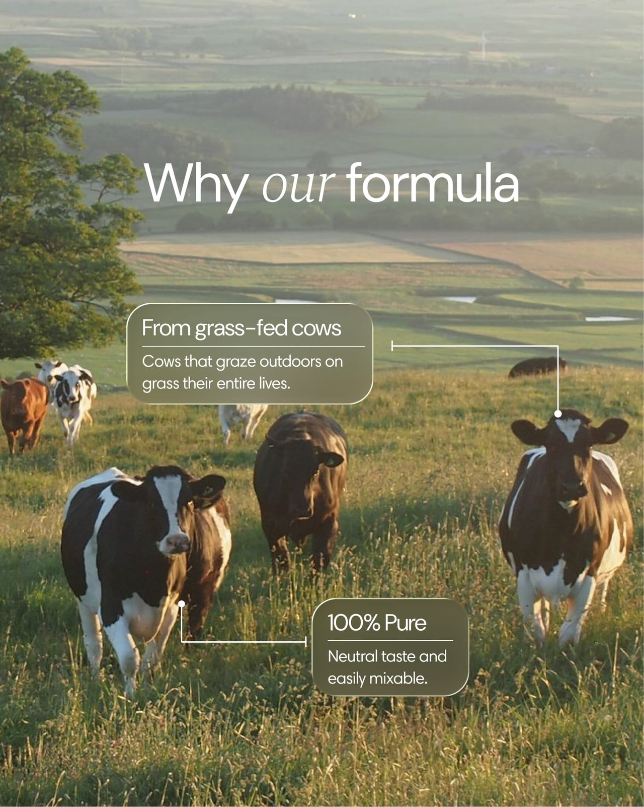 Clearly grass-fed collagen powder in a jar, showing the natural collagen powder ingredient for healthy skin and joints.