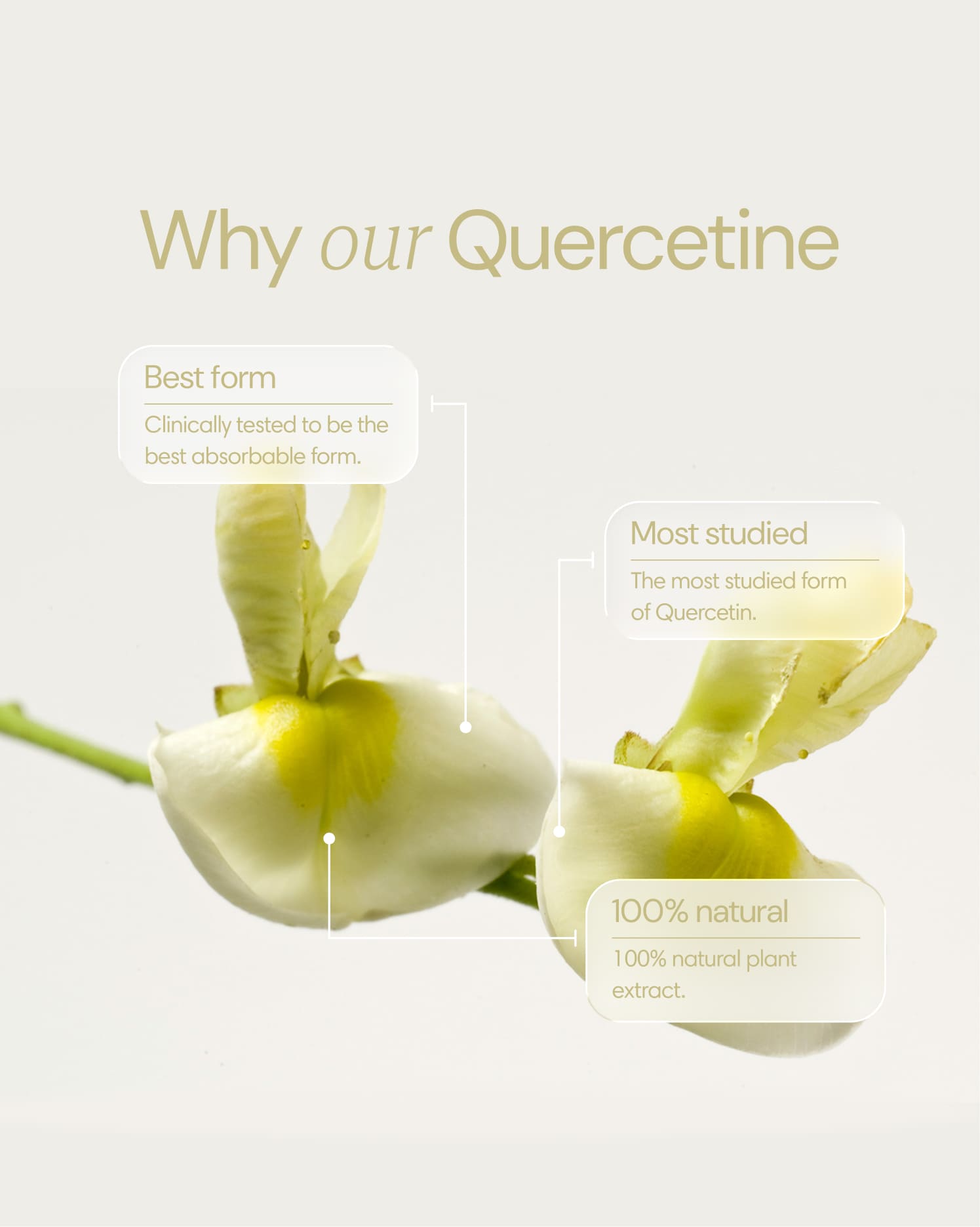Clearly Quercetine capsules bottle with supplement label, showcasing natural antioxidant ingredients and health benefits.