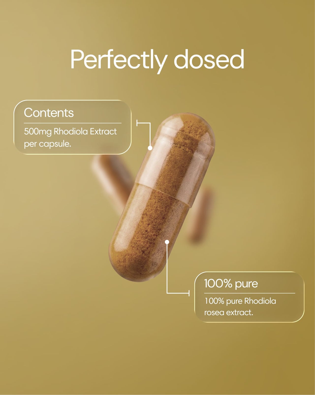 Clearly Rhodiola capsules in a white bottle, showing the supplement capsules inside, designed for natural energy and stress support.