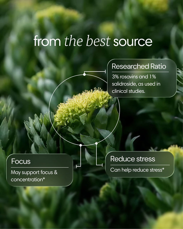 Clearly Rhodiola capsules bottle with capsules visible, showcasing natural herbal supplement for energy and stress support.